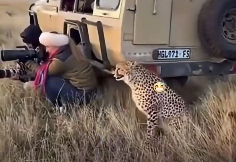 一只豹子突然来到拍摄者的身边，这转头一看真的太吓人，它还露出了牙齿！