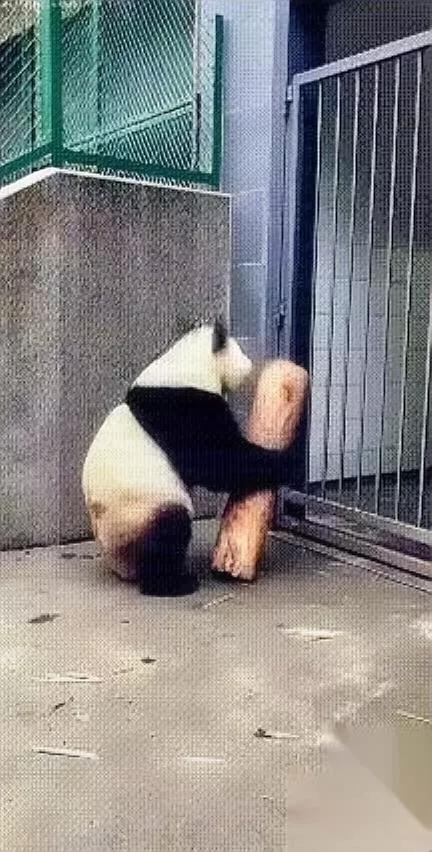 熊猫胆太肥了敢砸饲养员门换谁饿到点没吃上饭，都得有这脾气对吧？四川这