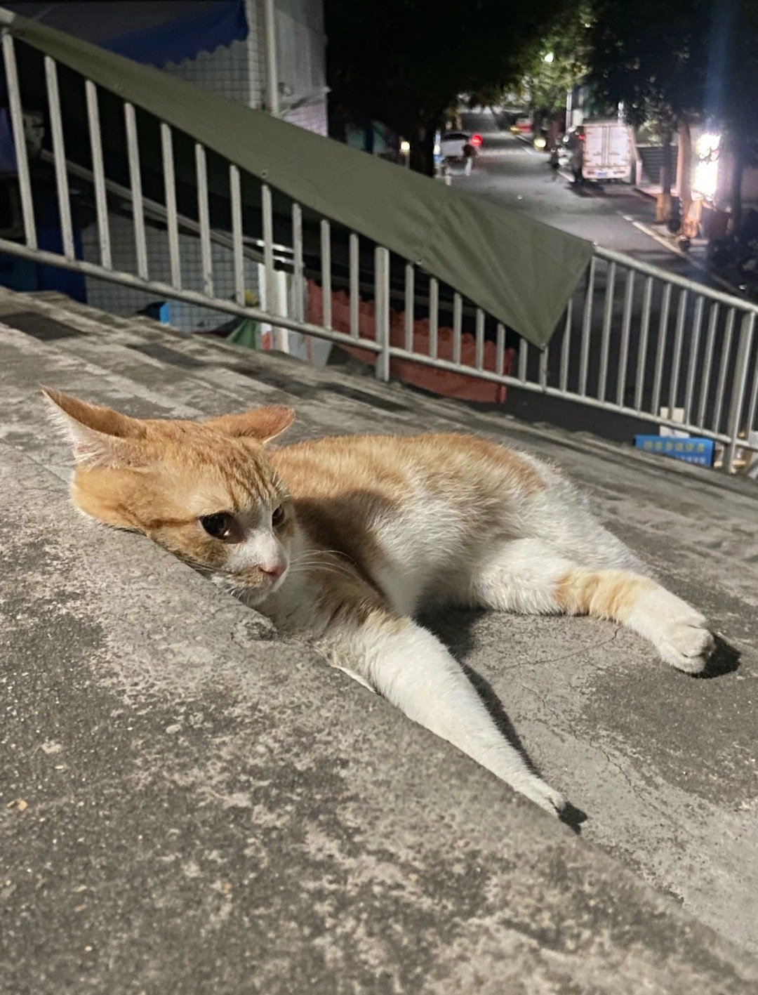 地上怎么有一滩松软委屈的小面包呀🥺