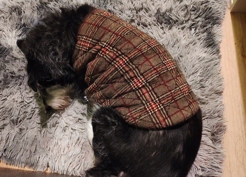 小狗得到爱后也会变平淡