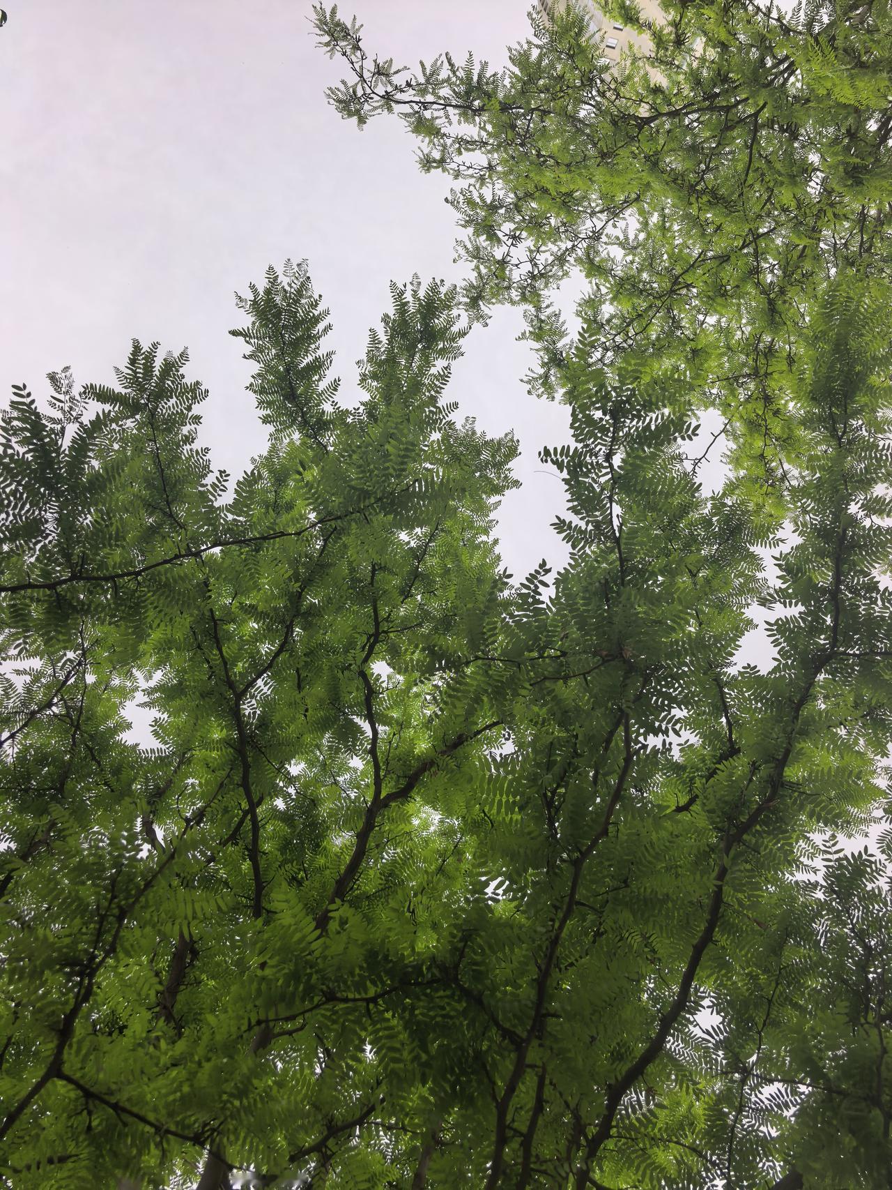为什么有钱人很少拉窗帘？背后真相，太真实了留心观察会发现一个很有意思的