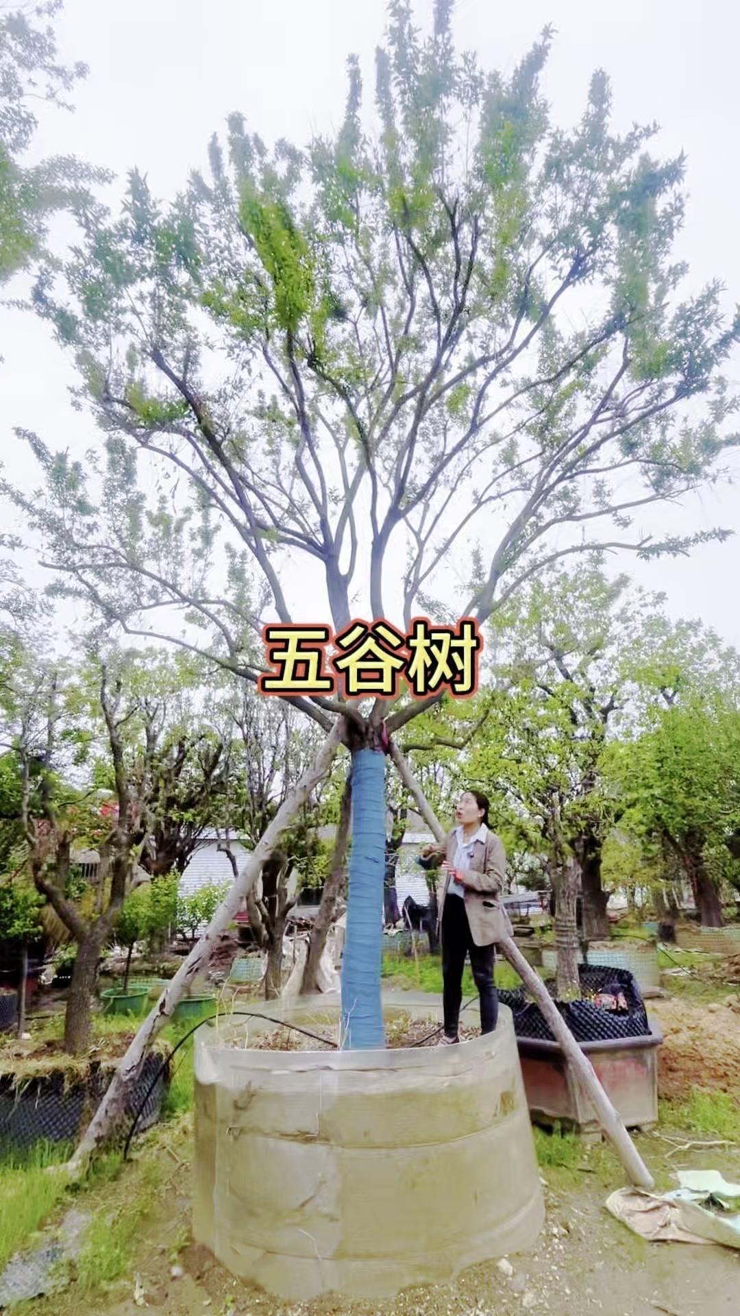 这是一款神奇的树，每年果实形态各异，今年结出像水稻的果实，寓意大丰收。1️⃣
