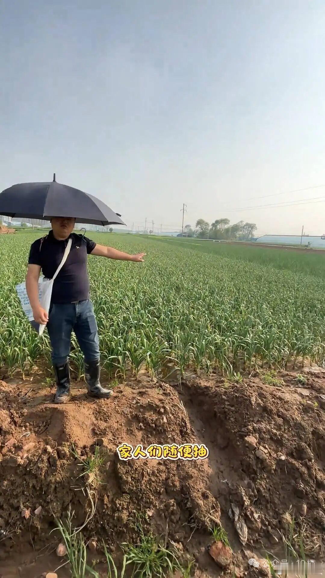 藏在泥土里的无奈河南蒜薹滞销，上演魔幻一幕。农民邀请过路旅客，免费抽蒜薹，“抽多