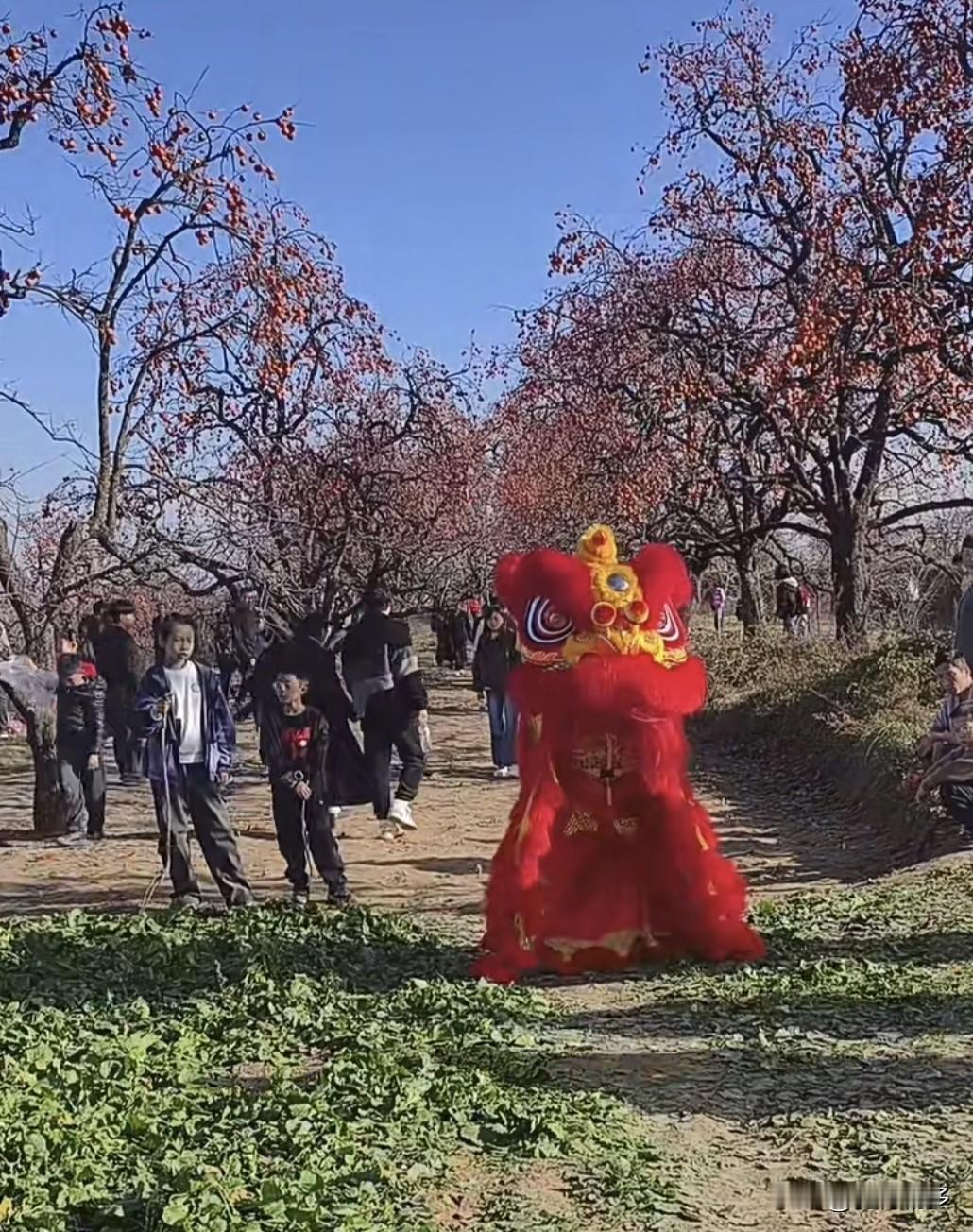 老家陕西彬县千亩柿子园实行免费采摘后迅速火遍全网，国内各地网友问讯都前去打卡了，