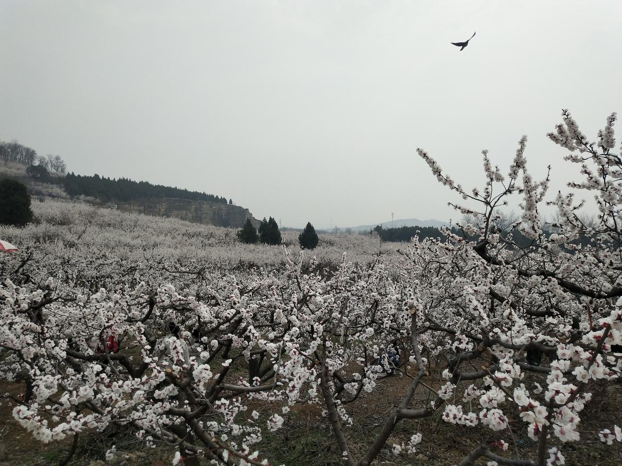 永城后尧村看漫山杏花让人震撼。这周日不知上哪去，你就去永城后尧村看漫山杏花。