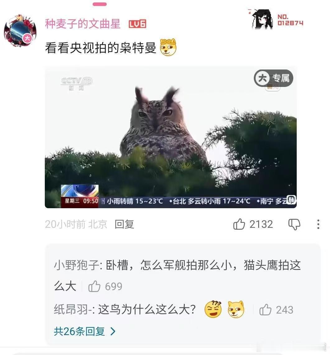 大猫头鹰和小军舰