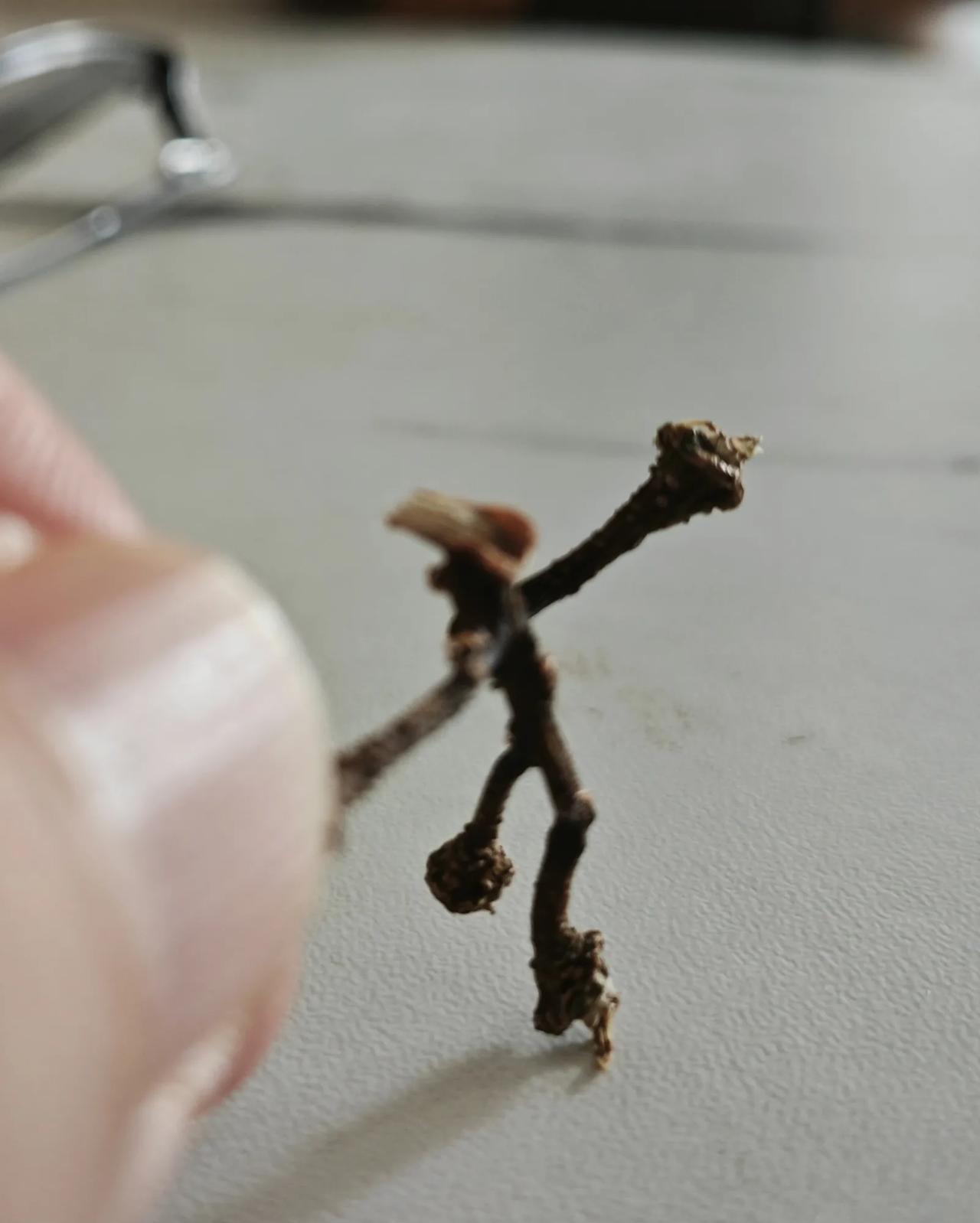 孩子从公园一定要捡回这个小枯树枝，看了一下，的确有点意思。