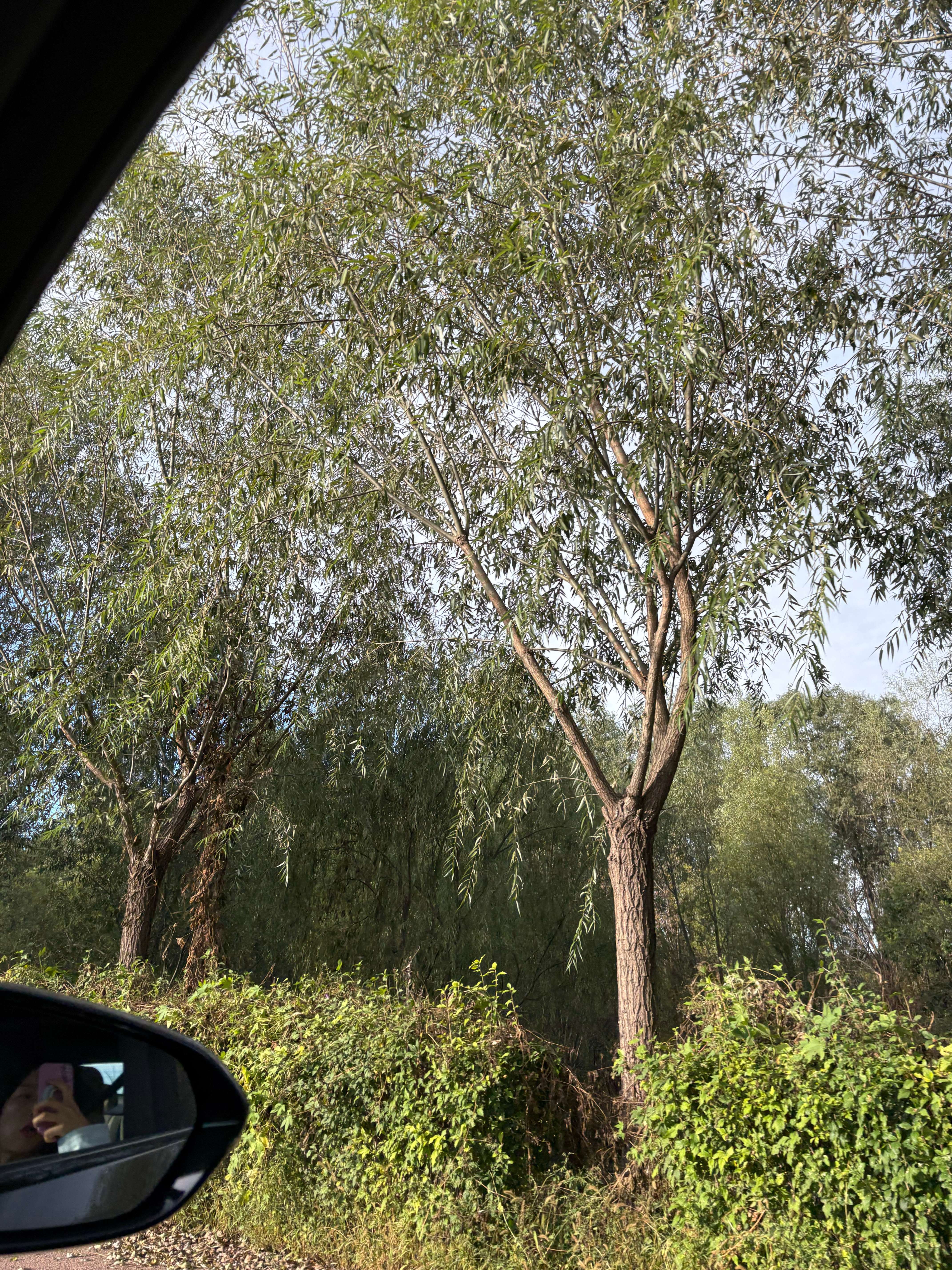 上完最后一天就解放咯铁腚到川西[笑着哭]​​​