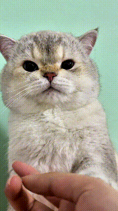 主人伸出一根手指给小猫挠下巴，猫咪并不享受这个抚摸，直接抬起小前爪，一下一下往外