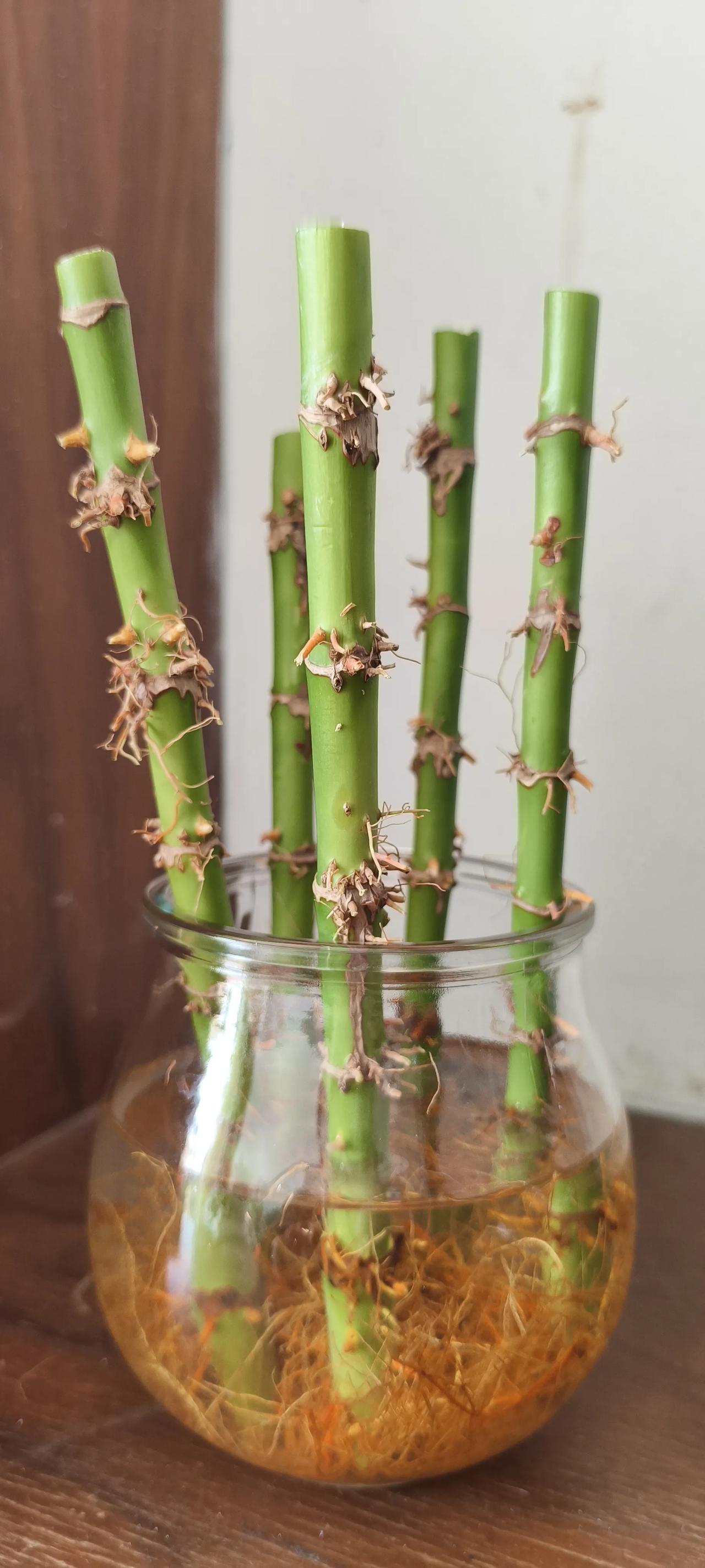 把水培的富贵竹原来浸水中部分切下来，剪掉根须，这样还能发芽吗？