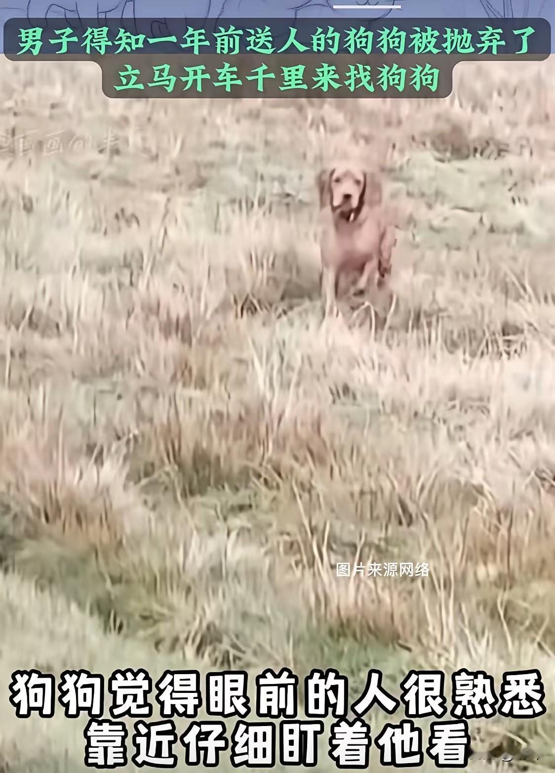 泪目了，一位小哥哥养了一只狗狗，后来因为工作地点换了，他只好把狗狗送给网友养了，