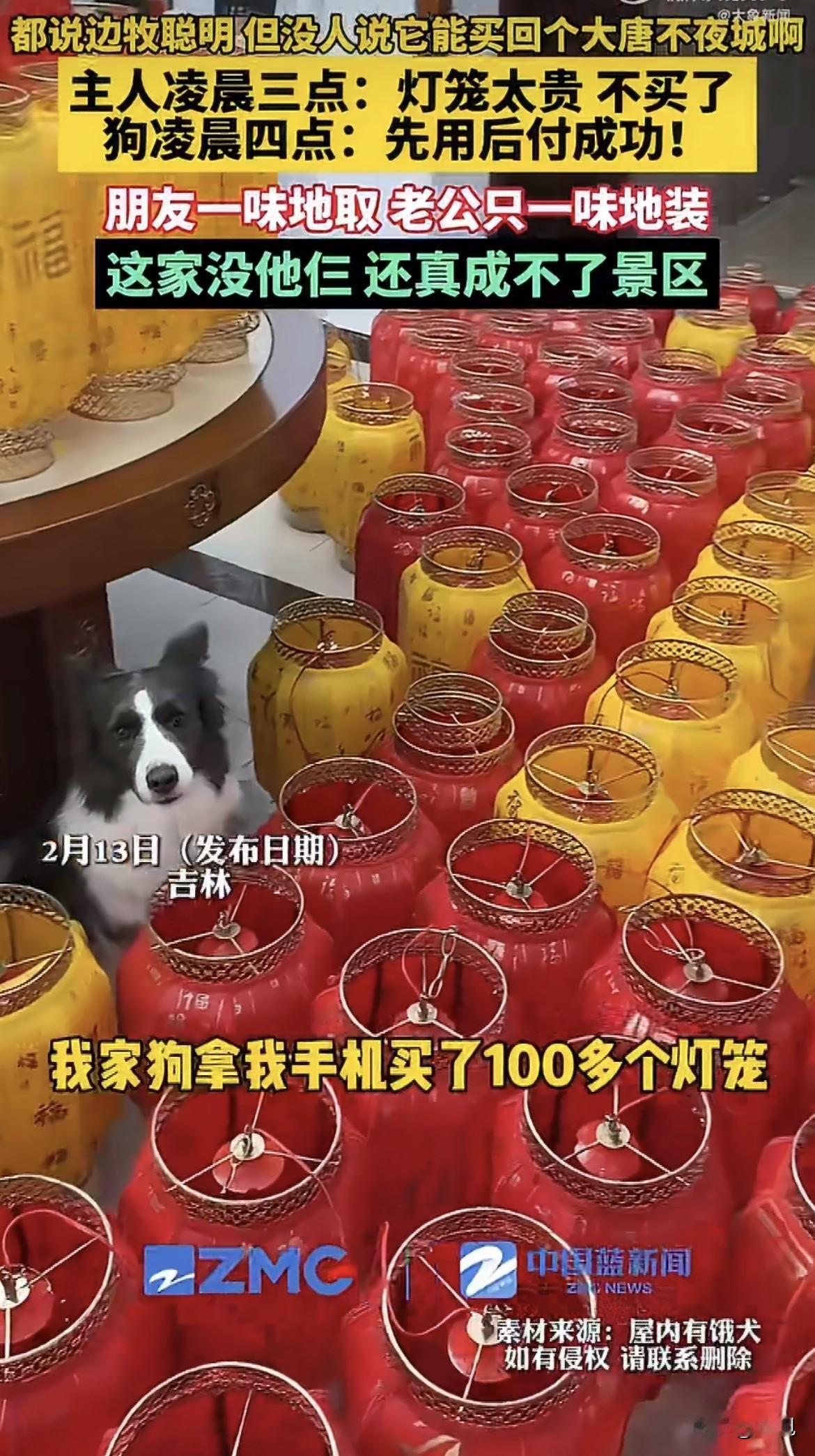 狗怎么能闯这么大的祸！主人凌晨三点嫌灯笼太贵，愣是没舍得下单。结果凌晨四点，家里