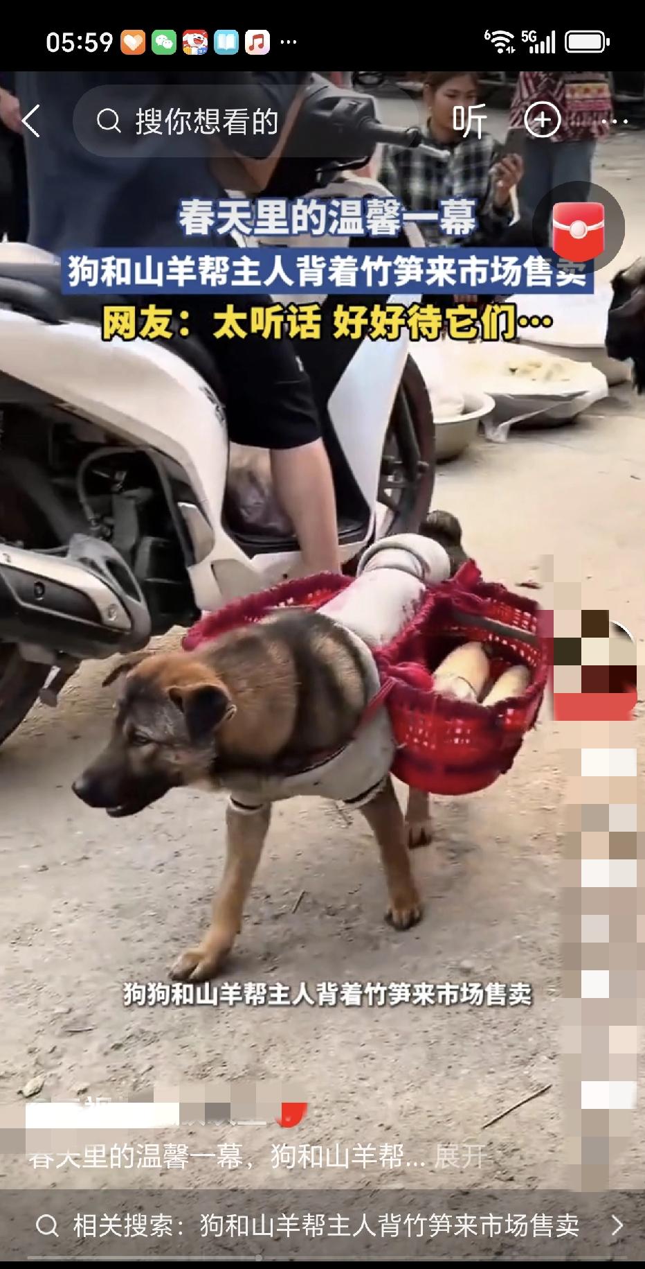 清晨6点的云南大山：女孩腰被压弯，狗和山羊却抢着背篓！这一幕看哭全网！在