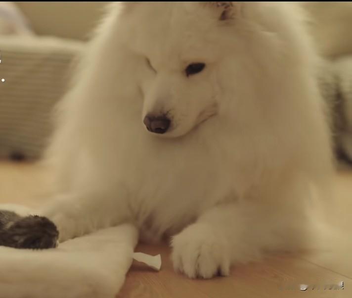 当小狗第一次遇到象芒果一样的小猫咪，小心奕奕，不敢重手重脚去动它，连去舔它都很轻