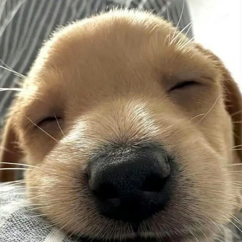 蒜鸟一句话也不想说了睡觉鸟