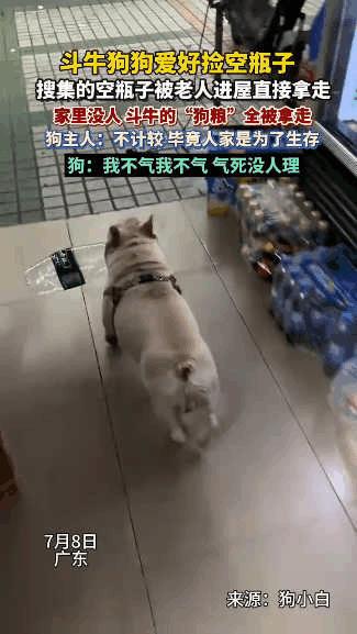“这狗简直成精了！”广州，一只斗牛犬癖好特殊，只喜欢捡空瓶子回家，每月能卖800