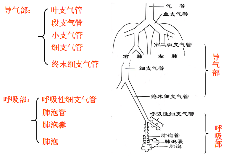 支气管炎的预防及食物要求有些食物一定是不能吃