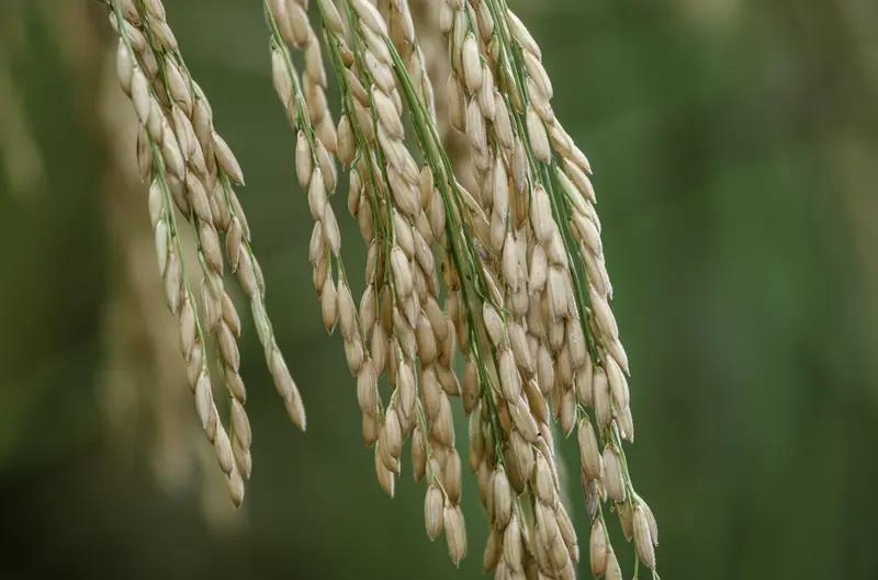 懒稻与二茬稻杂交，打破了延续千年的种植模式。这种提取长寿基因培育出的杂交水稻，在