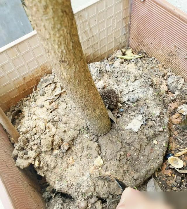 家人们谁懂啊！养花最崩溃的就是土壤板结，浇点水就积水烂根，叶子黄得心疼！最近