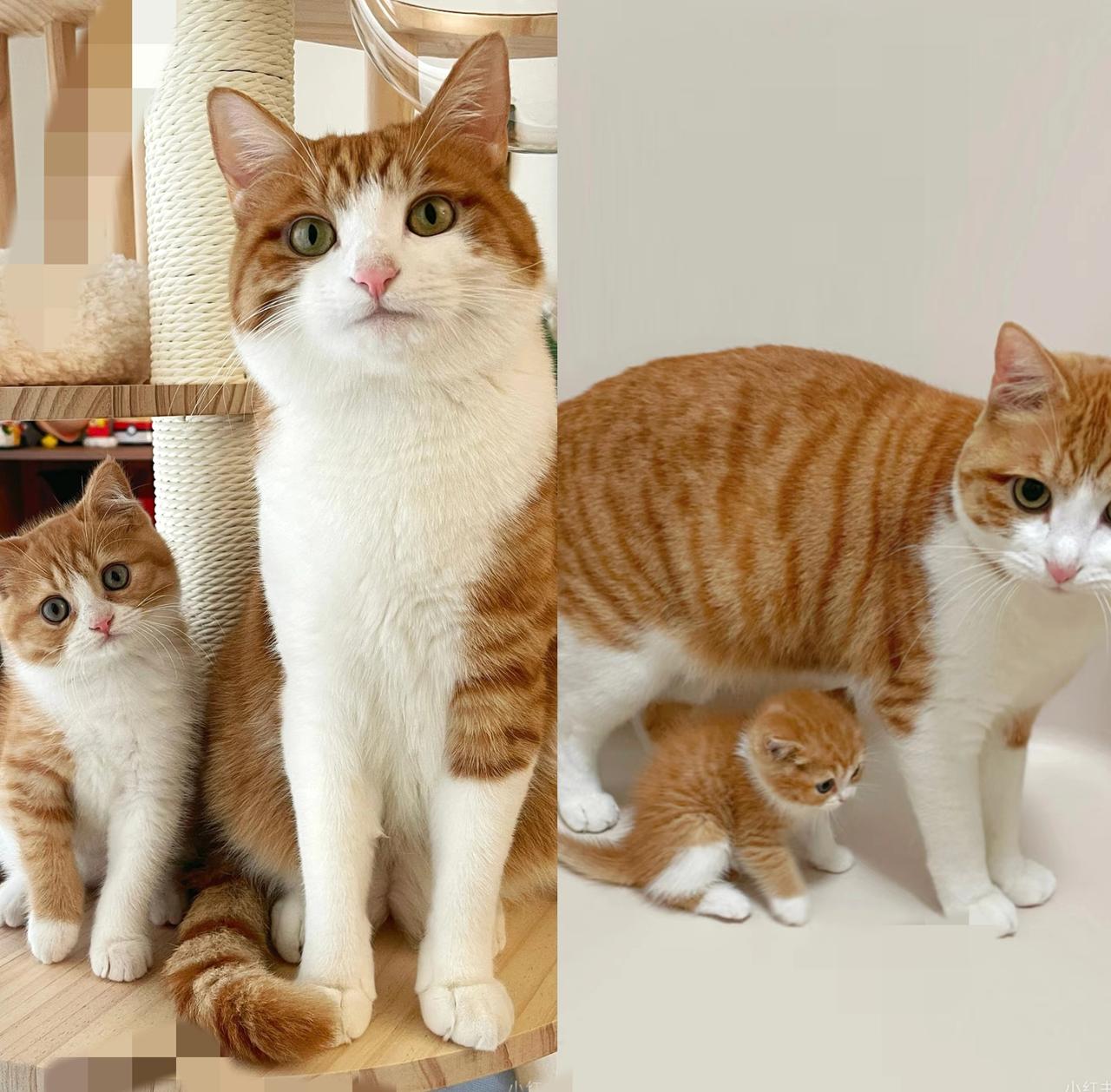 谁能想到橘猫爸爸也能当“超级奶爸”？我家这对父子俩就是活例子，