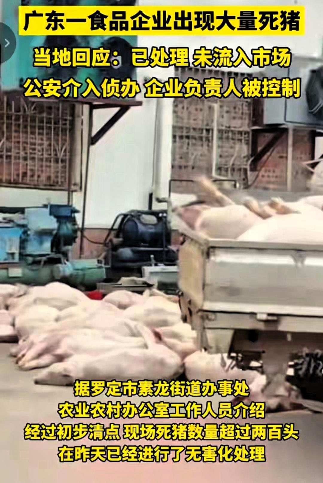看完广东这新闻,晚饭瞬间不香了!想想都后怕,200多头死猪啊,要是没被发现,