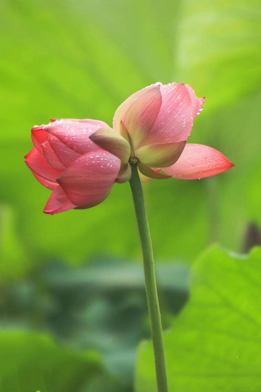 热闻丨花开<em>并蒂</em>,好运“莲莲”西湖、玄武湖的<em>并蒂莲</em>都开了