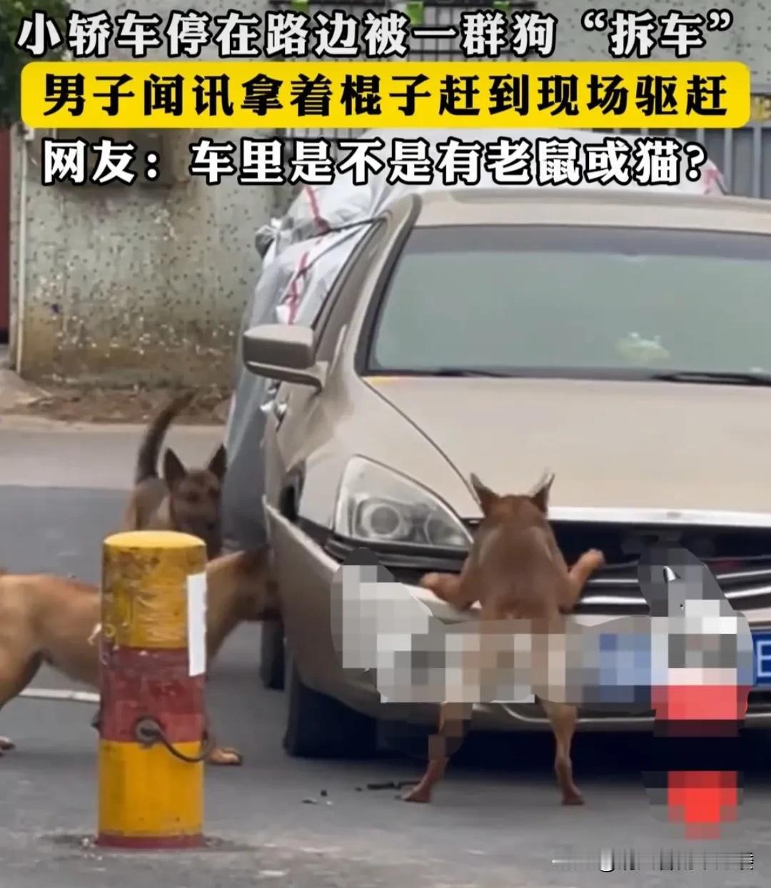 广东一男子将车停在路边，被一群狗子联合起来，拆开了前面的安全护板。它们以不将车