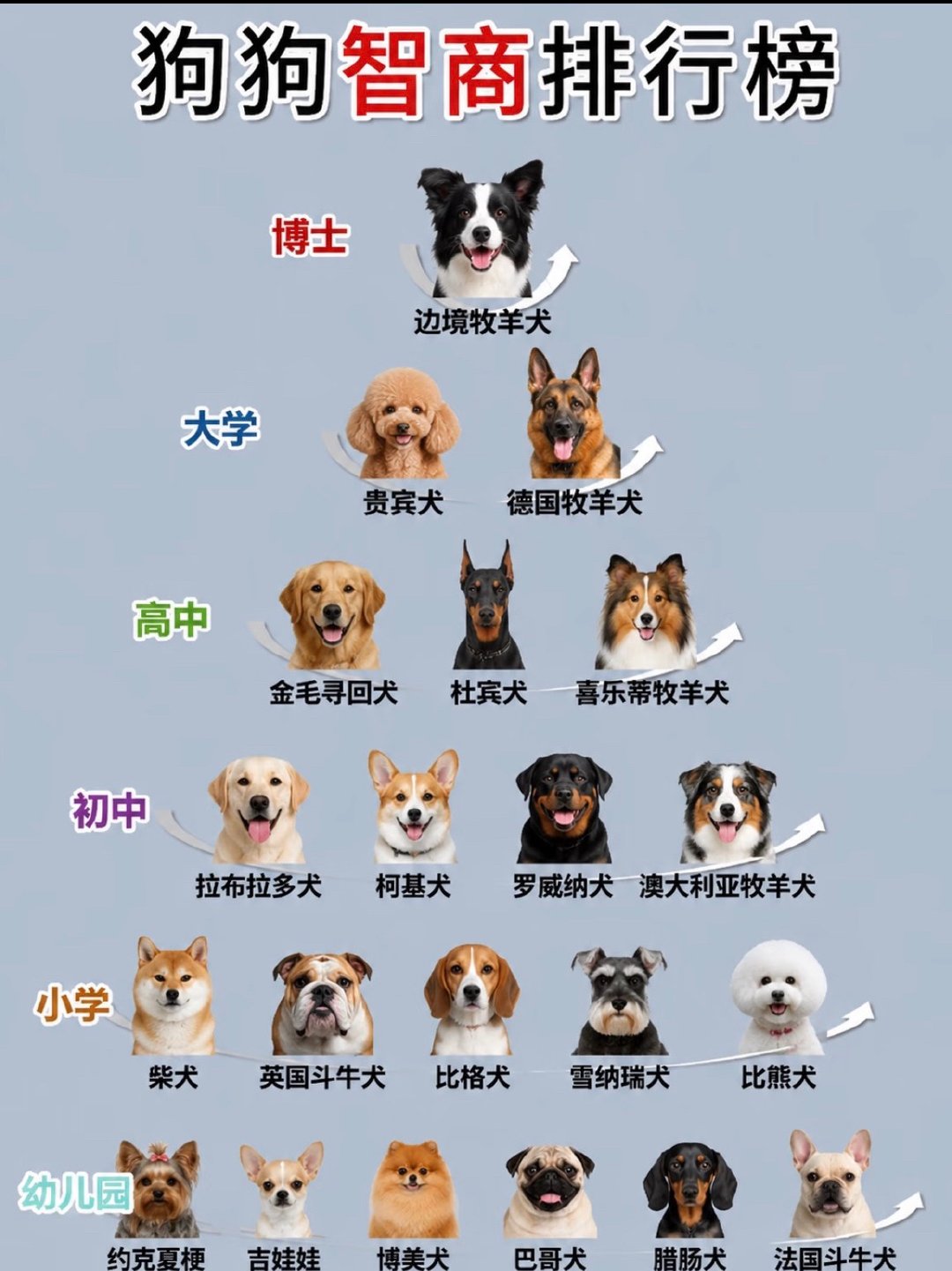 笑亖了呆米和我家艾米都是小学生智商