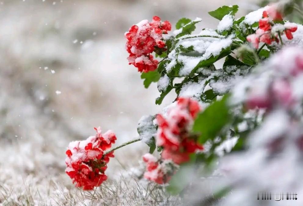 无论是红颜知己还是蓝颜知己，都是一种很微妙的关系。它比普通朋友多了几分懂得与默契