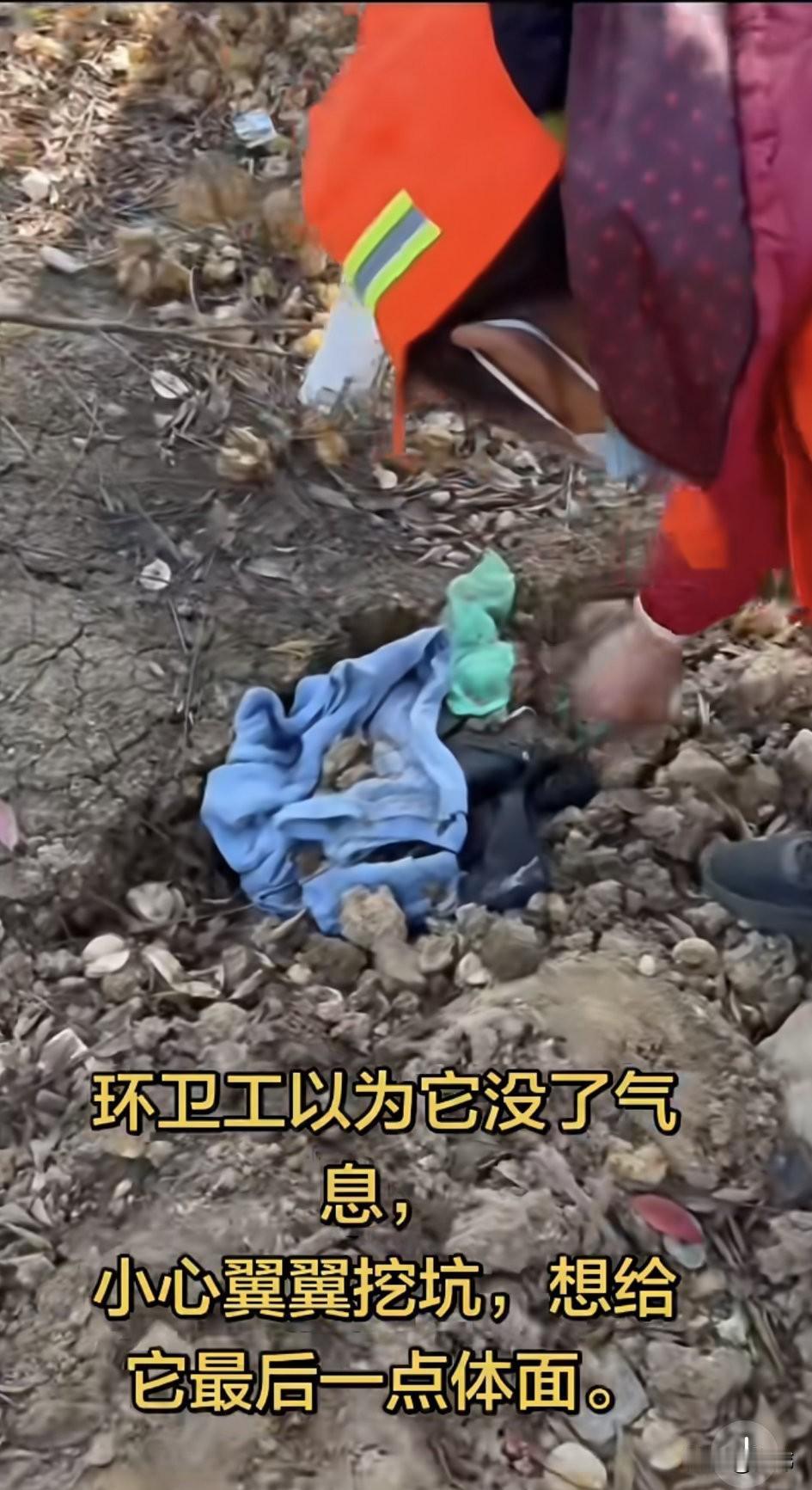 这天一位环卫工阿姨在打扫马路的时候，看到了无比凄惨的一幕，一只漂亮的狗狗一动不动