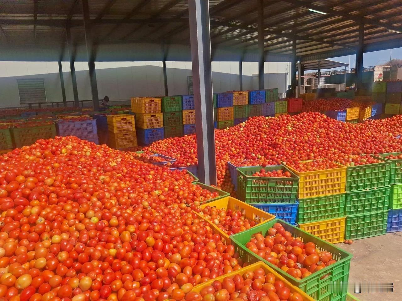 布基纳法索政府于2026年3月16日正式宣布，在全国范围内暂停新鲜番茄的出口