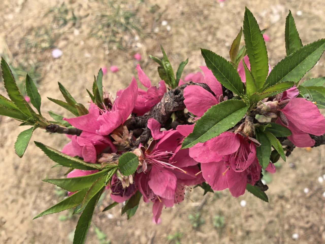 痔疮术后醒悟：如厕不看手机，早该这么做做完痔疮手术才懂：以前觉得“如厕玩手