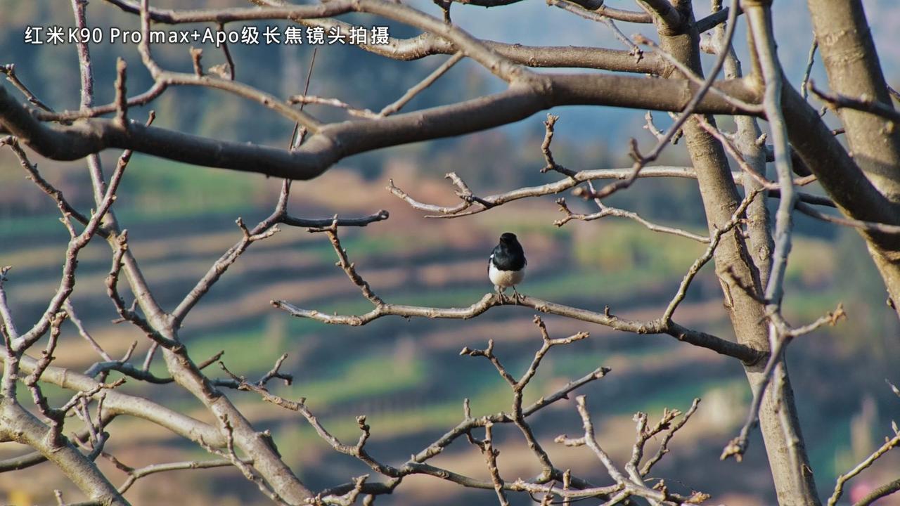 手机拍鸟有多香？红米K90ProMax外挂长焦镜头绝了！科技不再是高高在上的