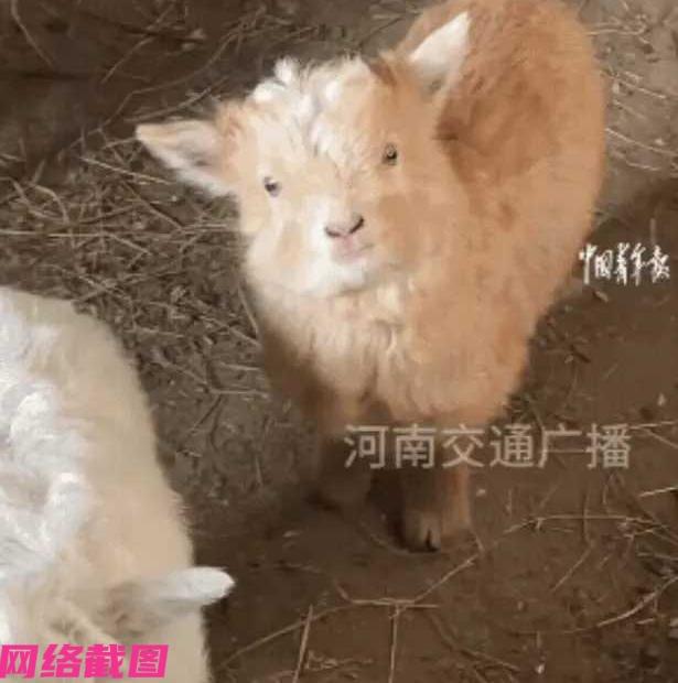 内蒙有女子在自家的羊圈里，用自己的手机玩拍一下自家的小羊，没想到有只小羊主动跑到