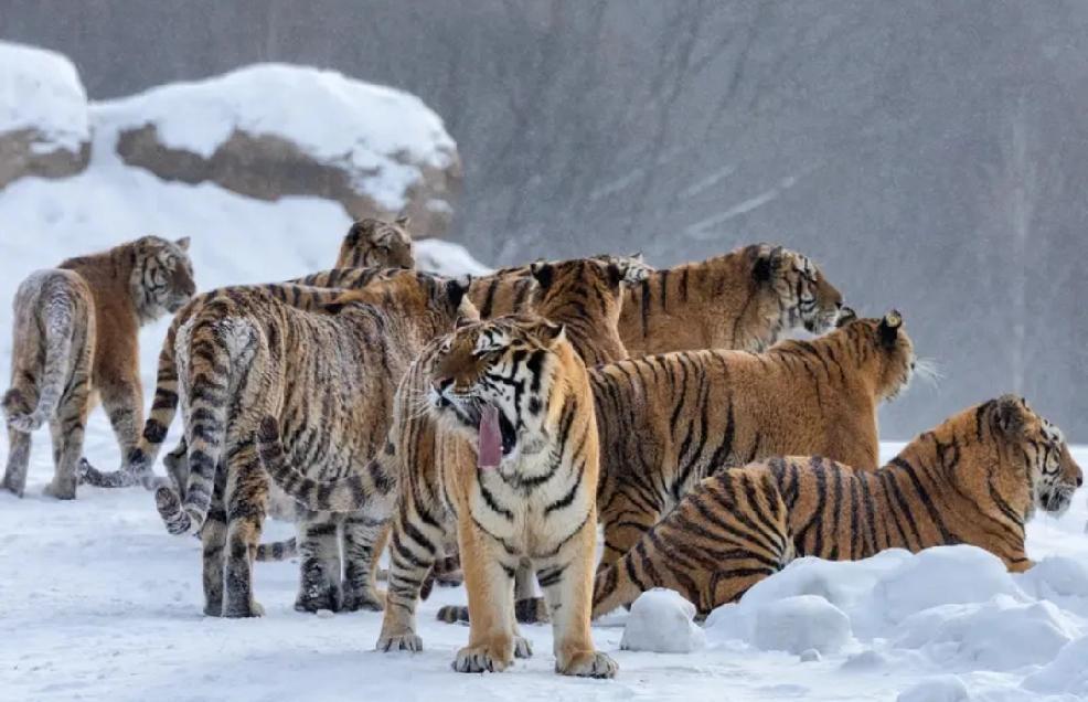 最近东北虎下山的事儿可太火了！11月18日黑龙江七台河就有老虎进村，还咬伤了村民