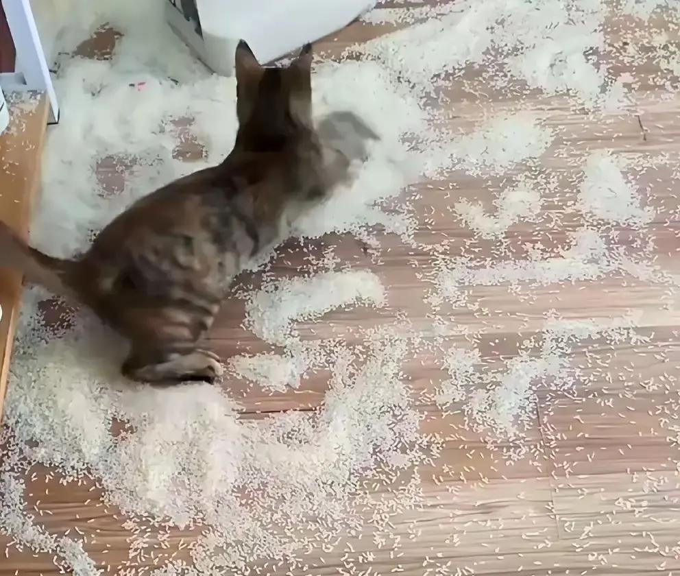狸花猫把两千块五常米掀翻，我进门差点踩成寿司地毯。老公催我回家救火，结果现场像