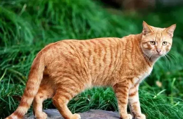 邻居家的猫实在令人无语至极头一回买了条鱼搁水池里，就让它给得手了如今你买啥