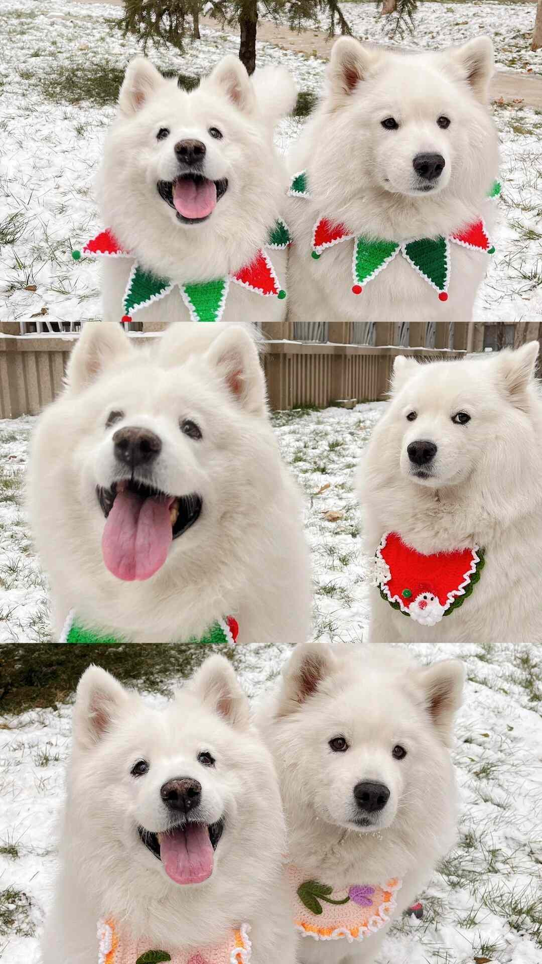 e狗和i狗的合照：萨摩耶和萨摩唉