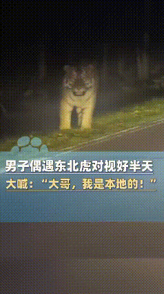 长白山司机遇东北虎，居然冲老虎喊“本地的”！老虎反应绝了10月18日晚