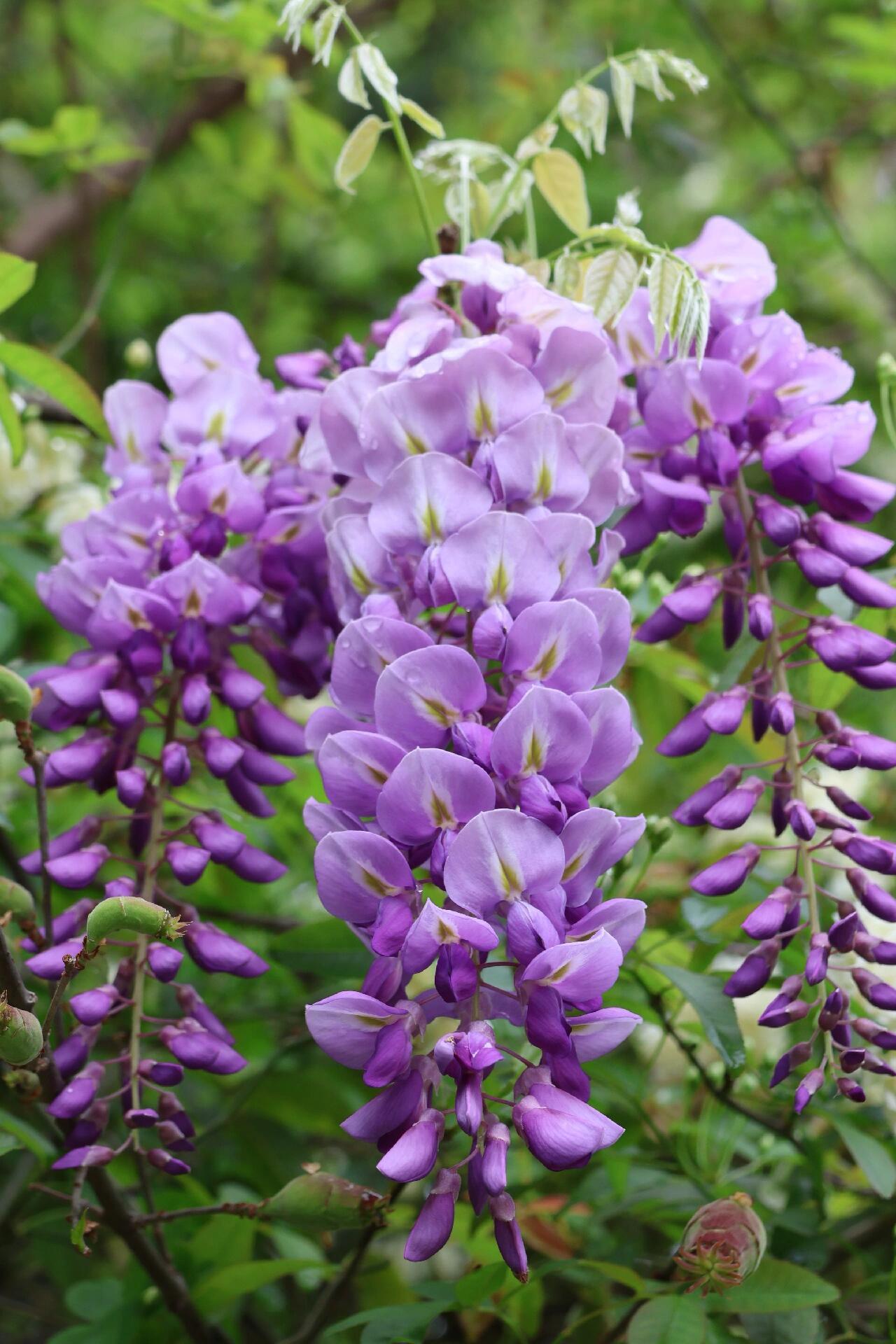 春日里的紫色浪漫如果你想要赞美春日里的紫藤花，可以这样描绘：那一架紫藤，