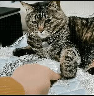 不要挑战狸花猫的底线，因为后果很严重，作为中华田园猫的一哥，狸花猫特别有个性，这