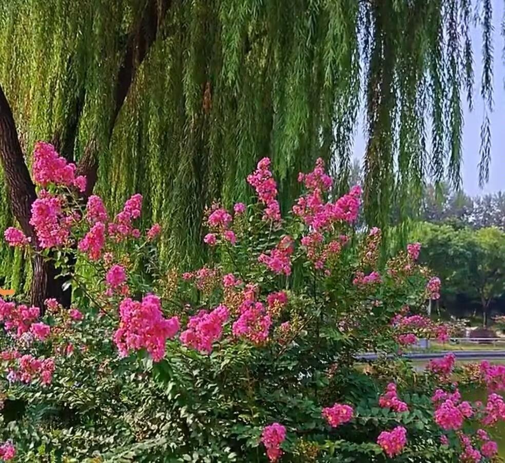 一缕缕秋风来，点点染红尘。俯身，捡花拾叶，指尖染了微凉的秋意。抬眸，花枝瘦尽