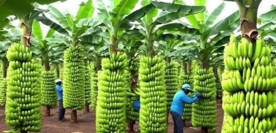 中国宣布停止进口菲律宾香蕉后，菲律宾香蕉协会的负责人曾公开控诉过：“中国断了30