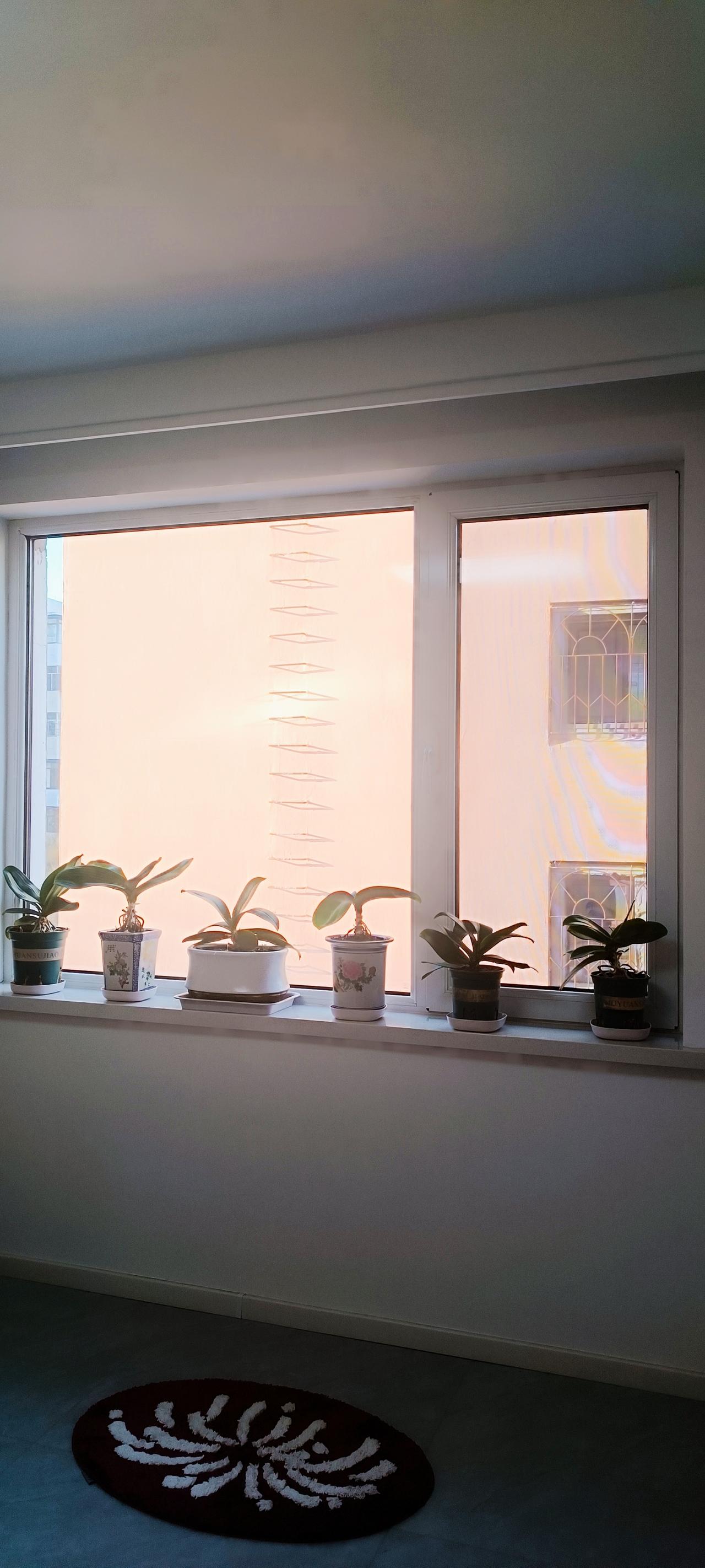 我现在早晨做的第一件事就是赏花，查看我的这几盆蝴蝶兰花箭抽的咋样了。两盆已抽2个