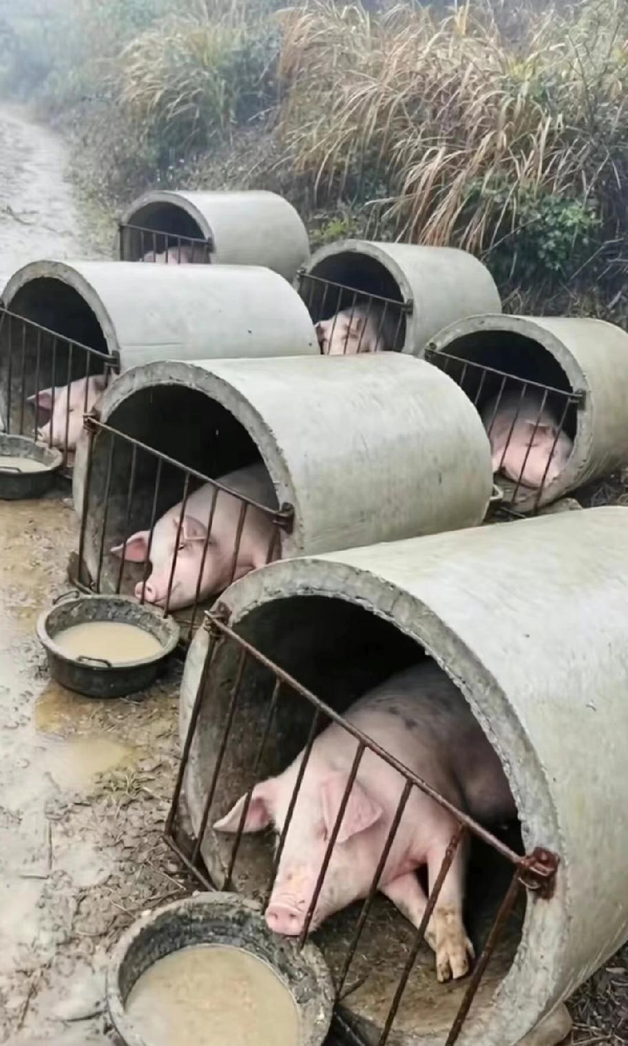 这样养殖成本低，出栏快，利润高![吃瓜]