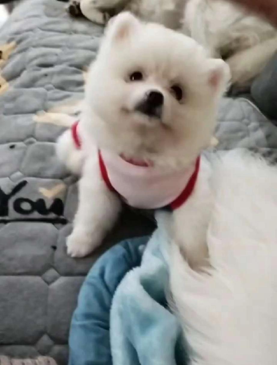 家里的博美产下了五只幼崽，想着给它们寻个好主人，女儿便把消息发布到网上售卖，每只