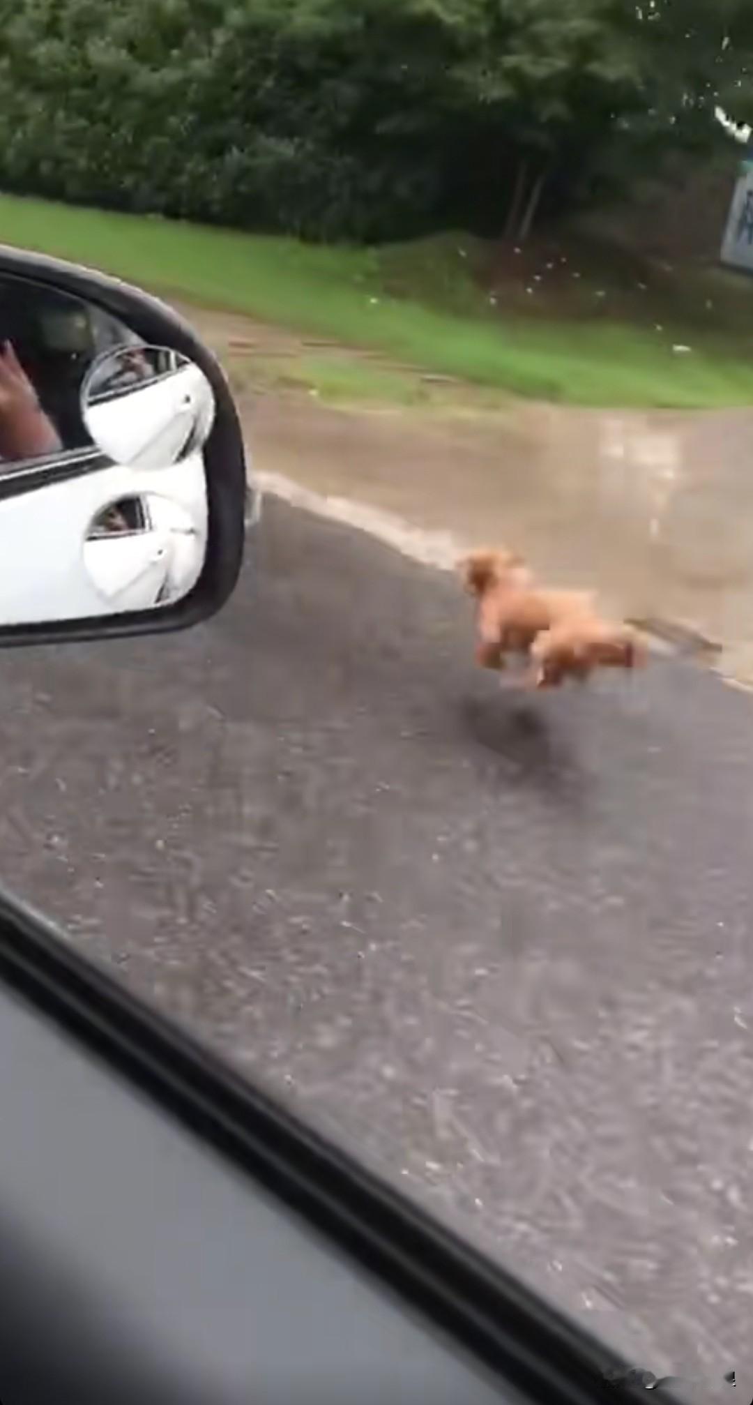 比熊犬主人把它从车上弄下，打算将它抛弃。谁知它拼命狂追，足足追了约两公里，实在追