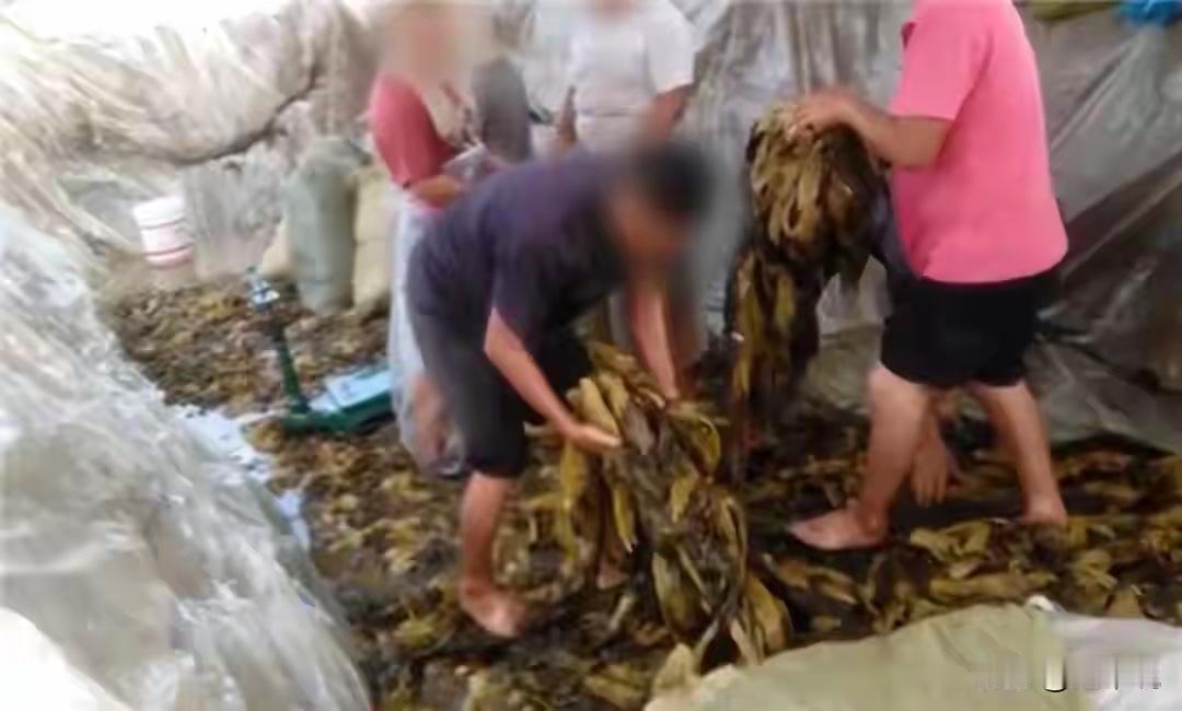 “老痰”酸菜又现江湖？葫芦岛酸菜厂乱象后续来了！葫芦岛酸菜厂卫生乱象酸菜行