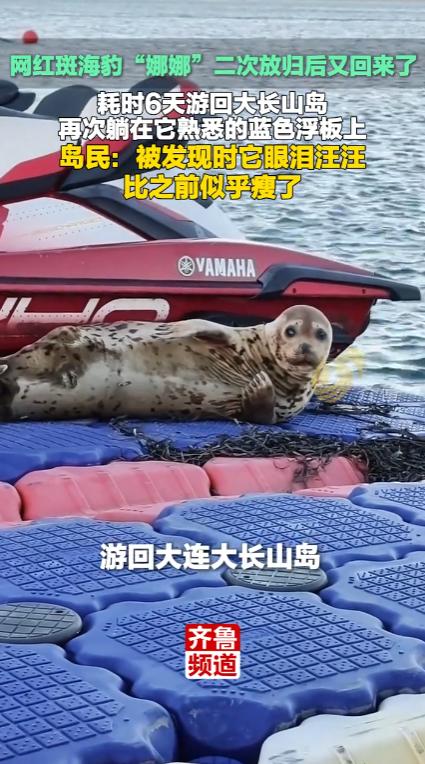 辽宁大连，不少民众发现之前被放归的斑海豹“娜娜”又回来了，二次放归入海仅六天，它