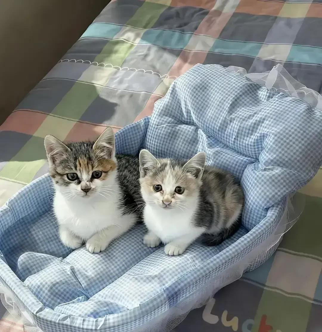 橘白猫上周生下六只崽，我趁她上厕所把最胖的两只拎去隔壁。回来她继续叼娃搬家，舌